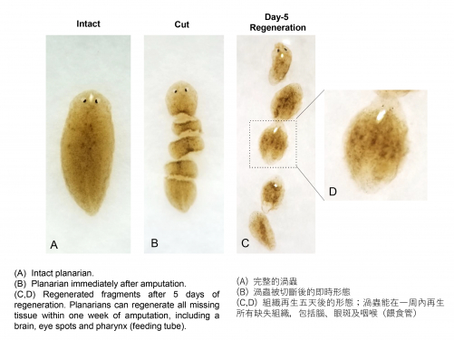 港大醫學院發現第四型膠原蛋白能調控渦蟲多功能幹細胞
揭示人類組織再生潛能
 